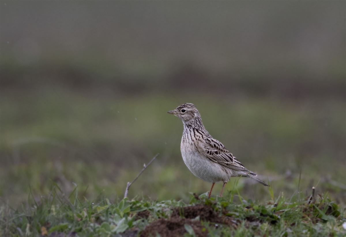 Eurasian Skylark