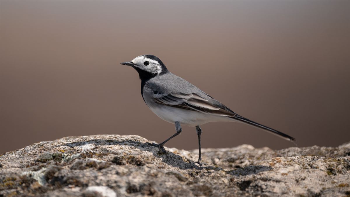 White Wagtail