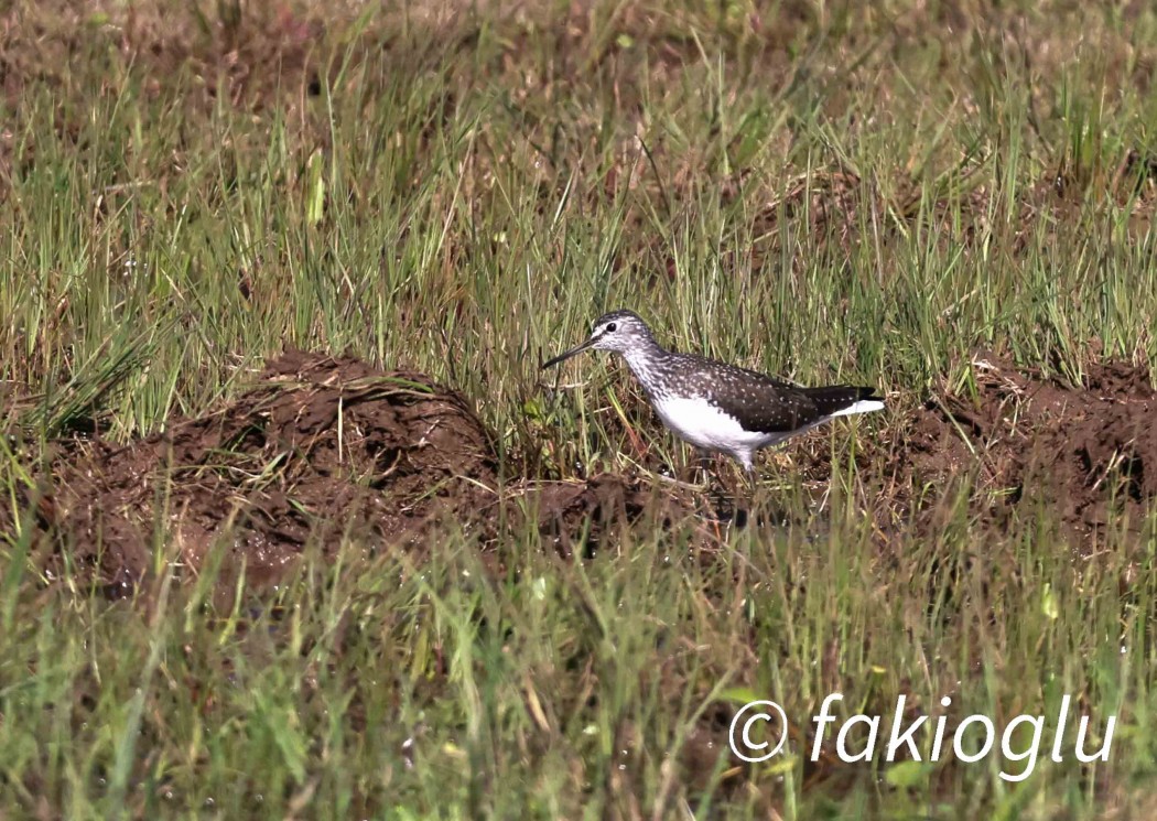 Green Sandpiper