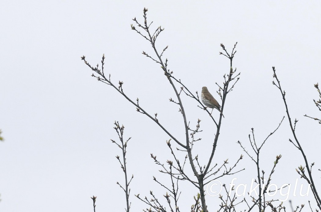 Song Thrush