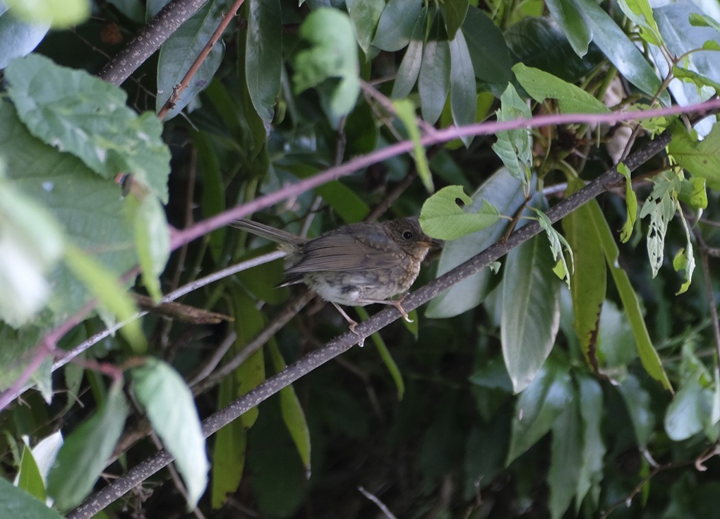 European Robin