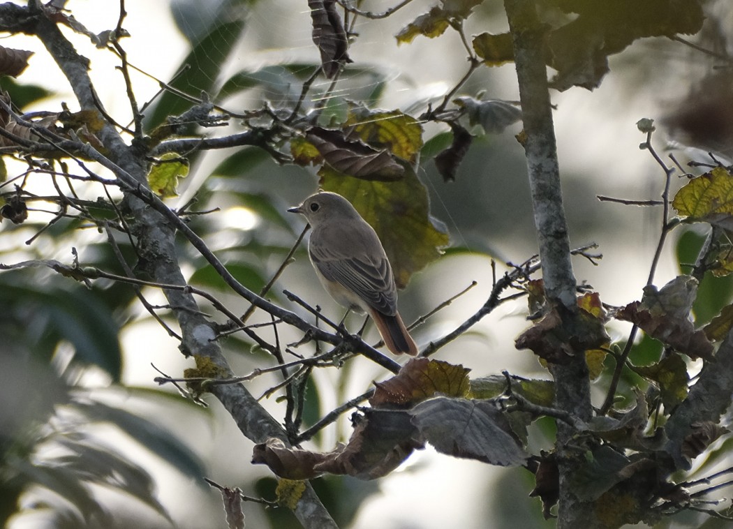 Common Redstart
