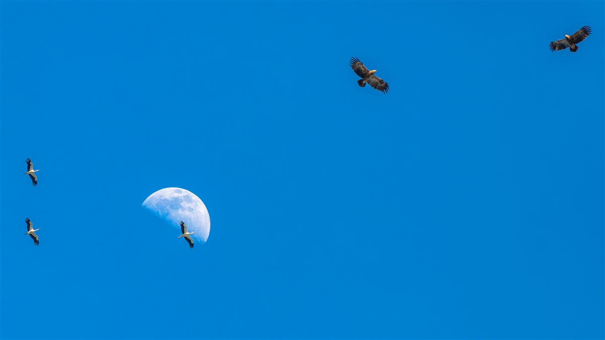 White Stork