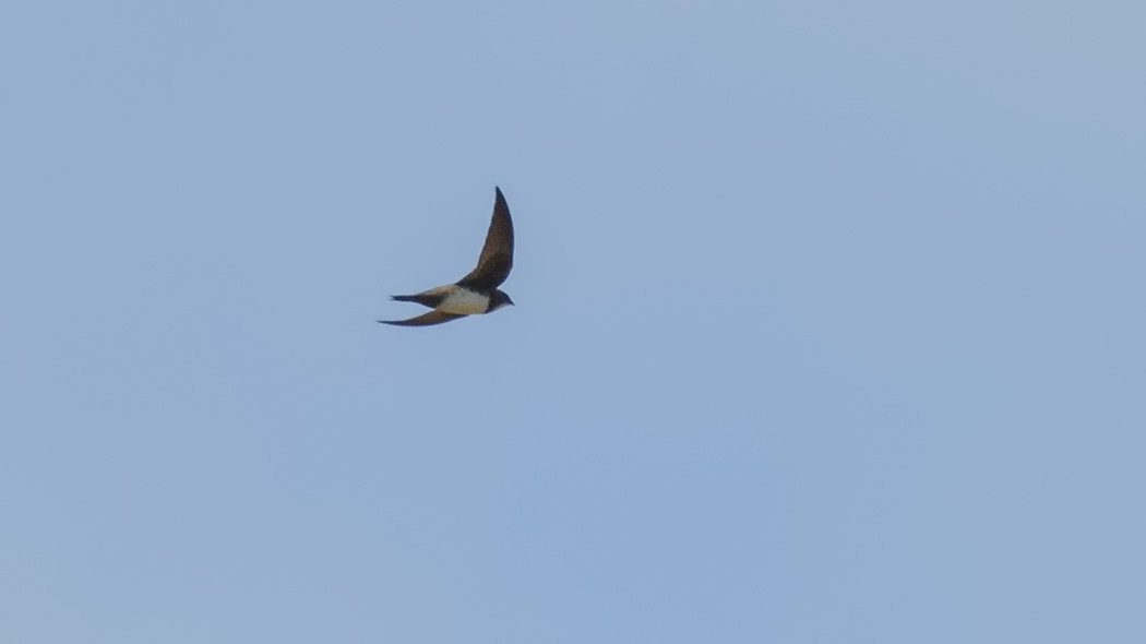 Alpine Swift