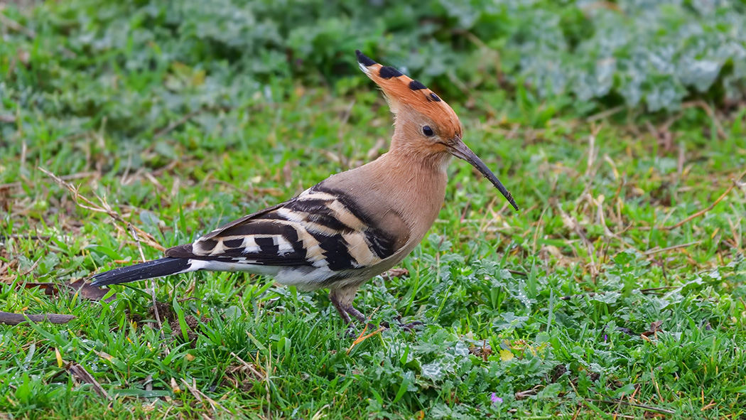 Common Hoopoe