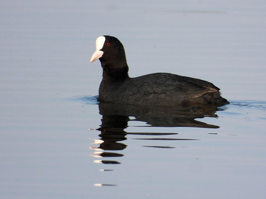 Eurasian Coot