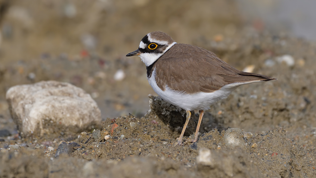 Little Ringed Plover