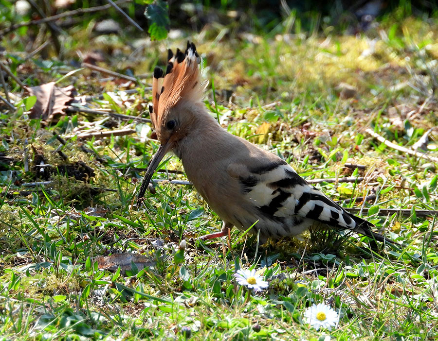 Common Hoopoe