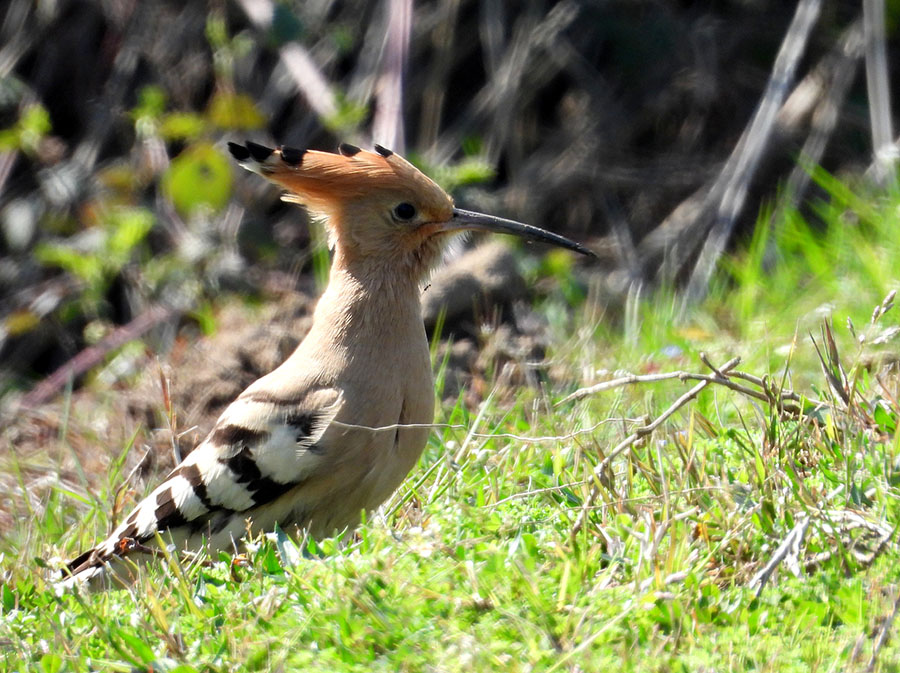 Common Hoopoe
