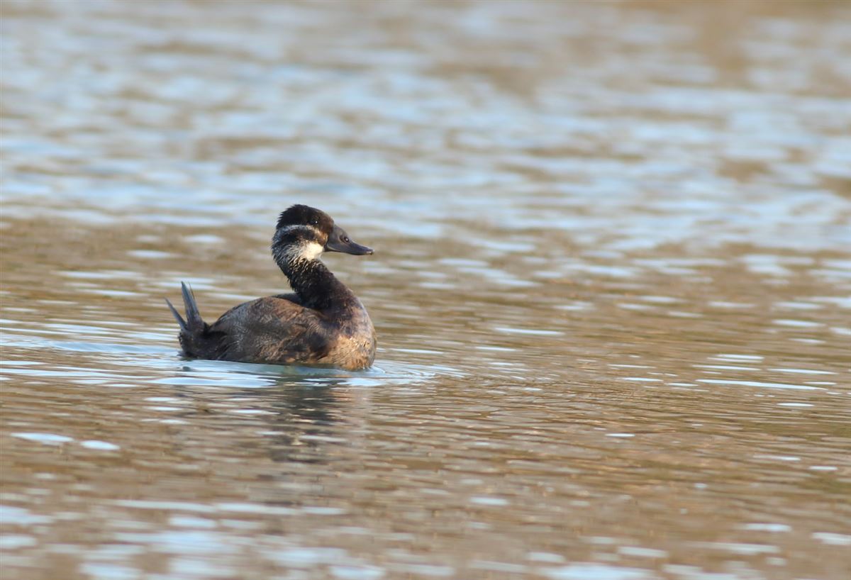 White-headed Duck