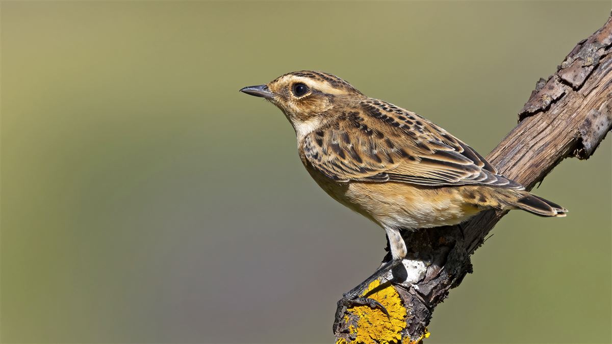 Whinchat