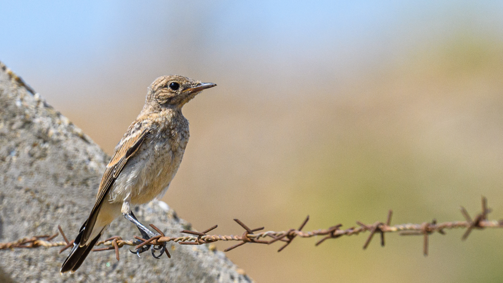 European Stonechat