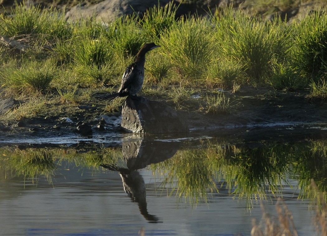 Pygmy Cormorant