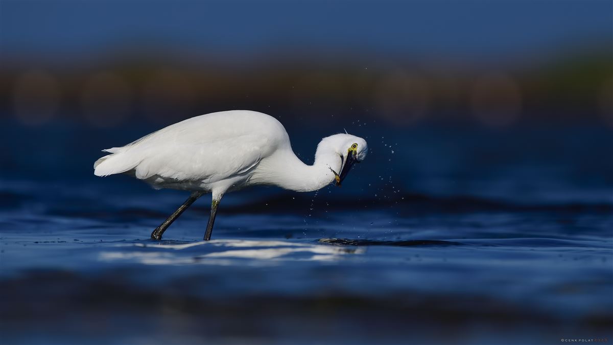 Little Egret