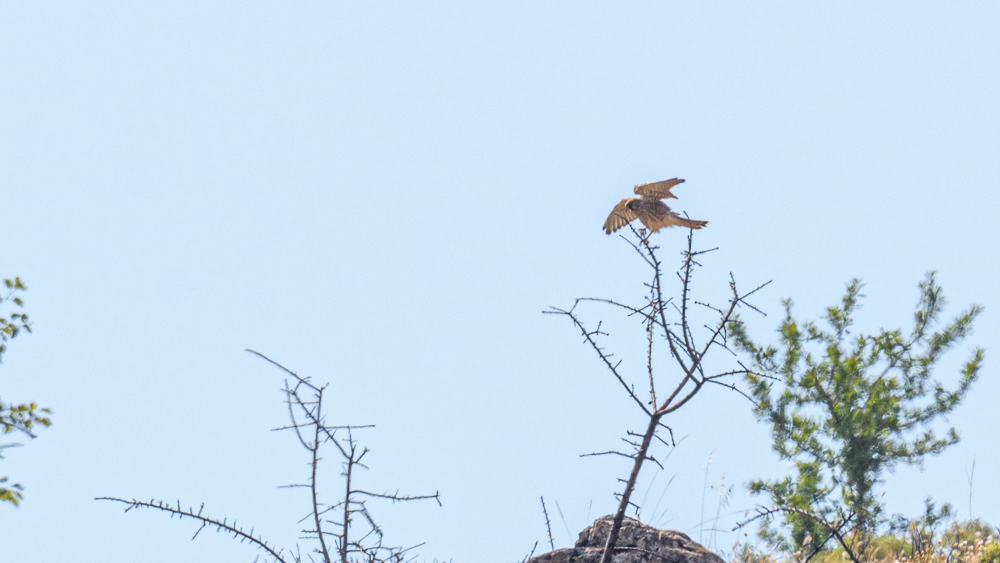 Common Kestrel