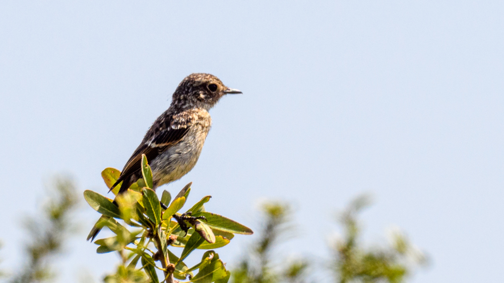 European Stonechat