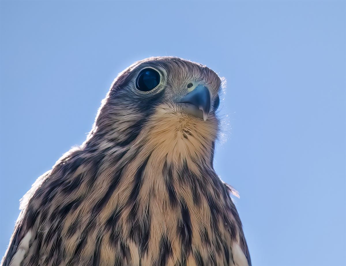 Common Kestrel