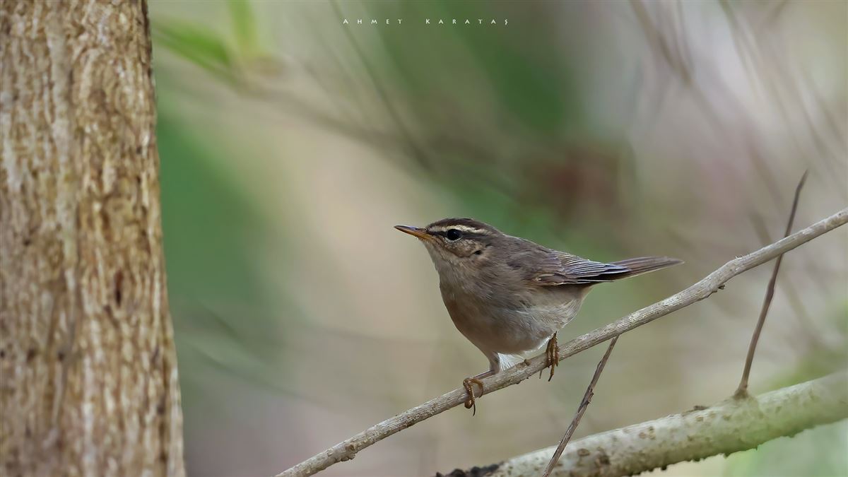 Dusky Warbler