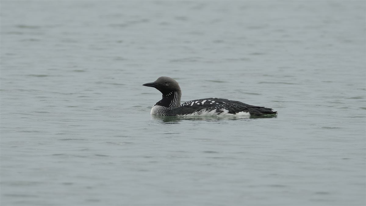 Black-throated Loon
