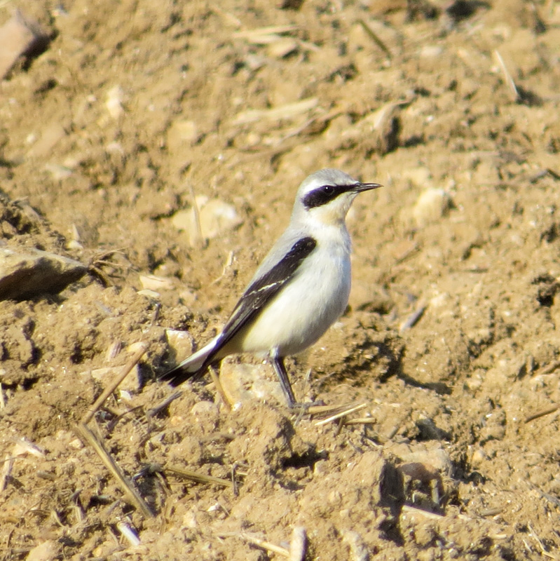 Northern Wheatear