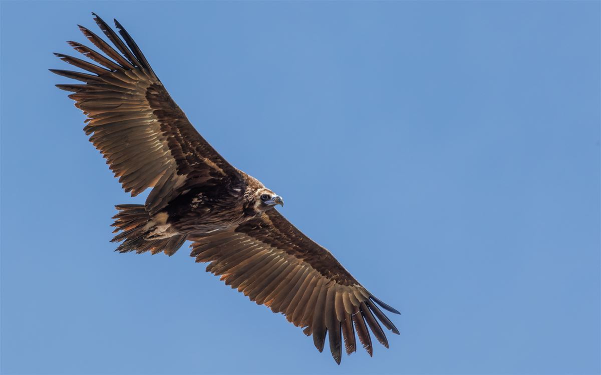 Cinereous Vulture