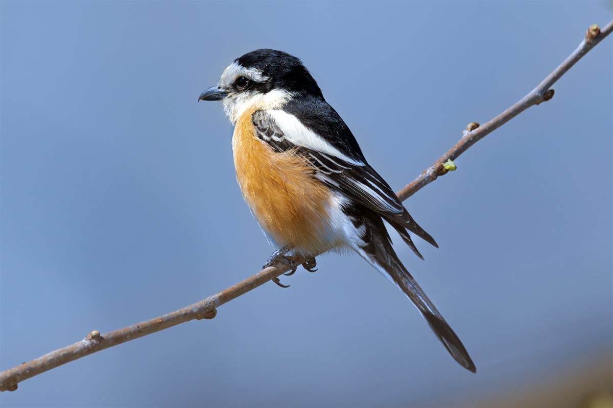 Masked Shrike