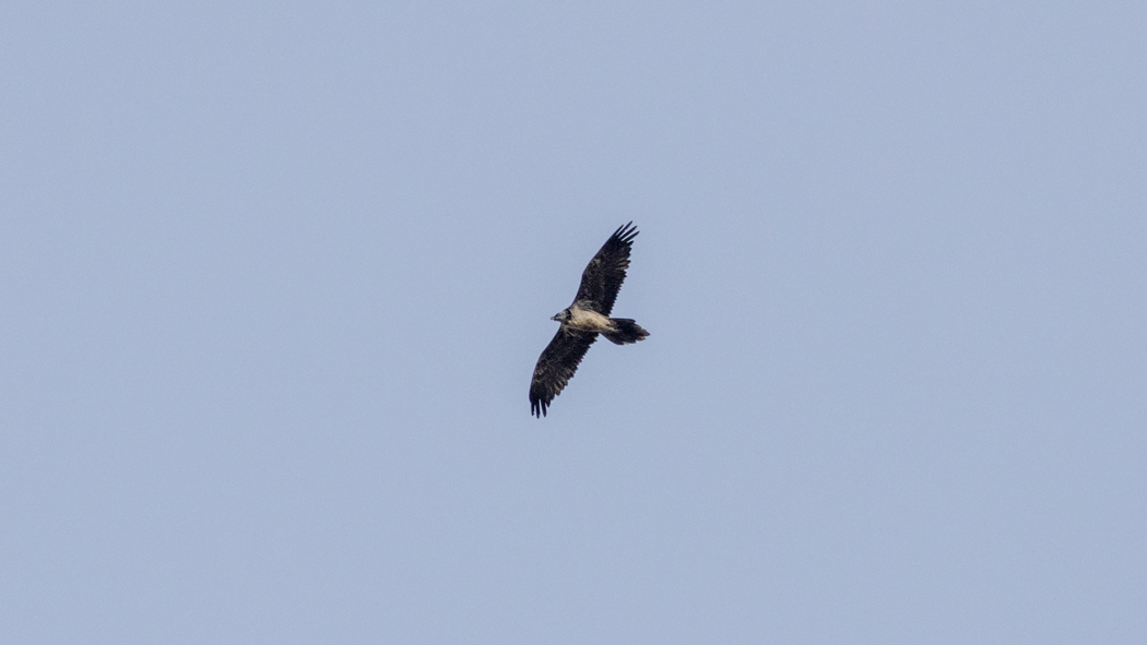 Bearded Vulture
