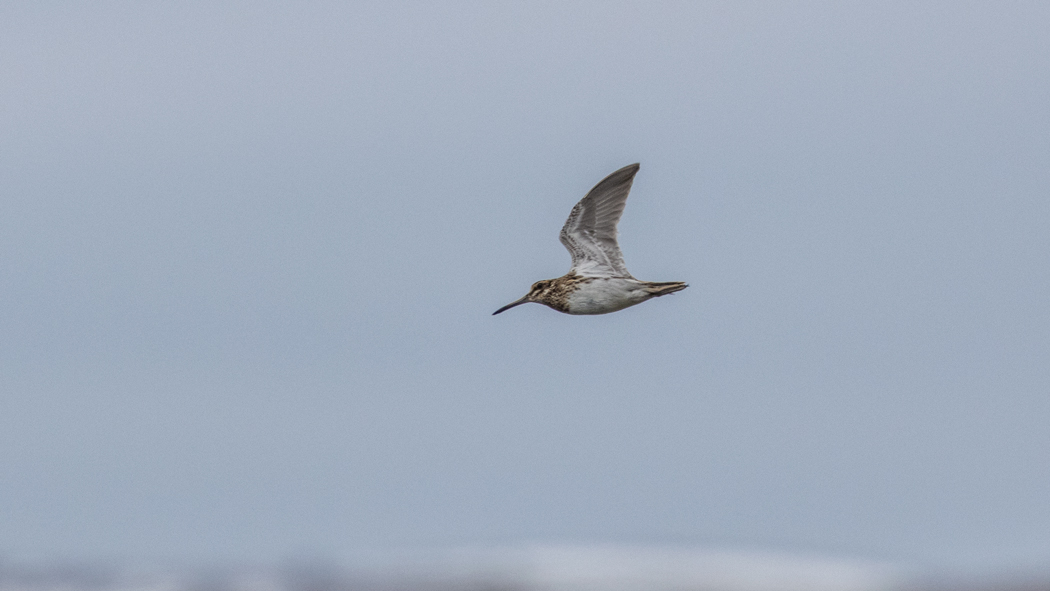Jack Snipe