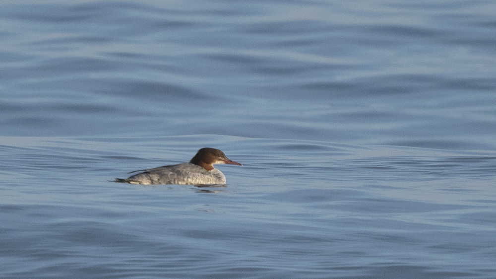 Common Merganser