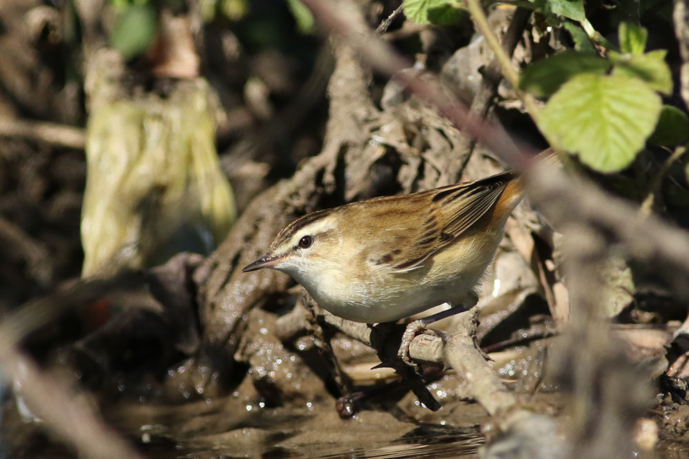 Sedge Warbler