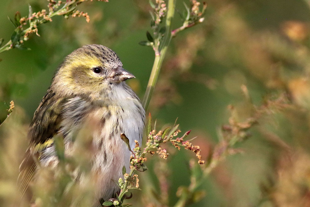 Eurasian Siskin