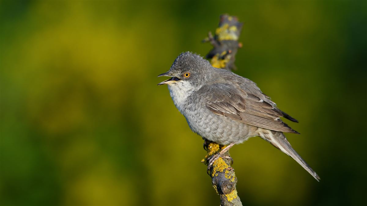 Barred Warbler