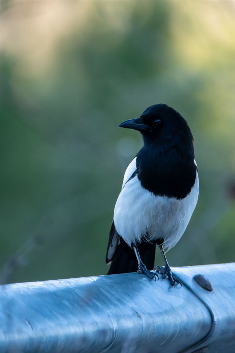 Eurasian Magpie