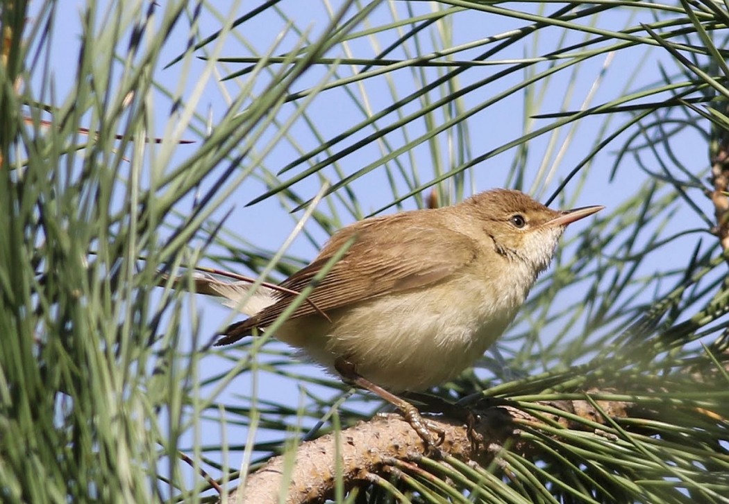 Eastern Olivaceous Warbler