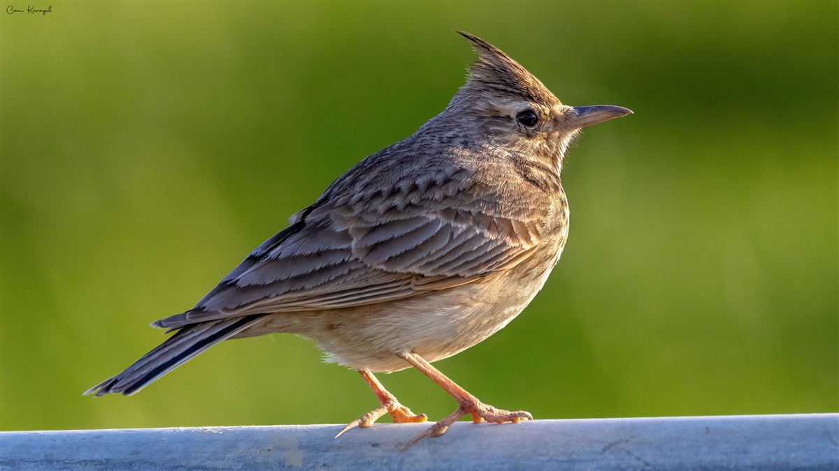 Crested Lark