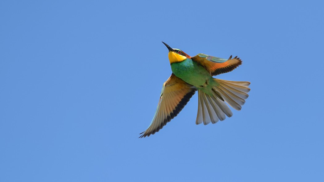 European Bee-eater