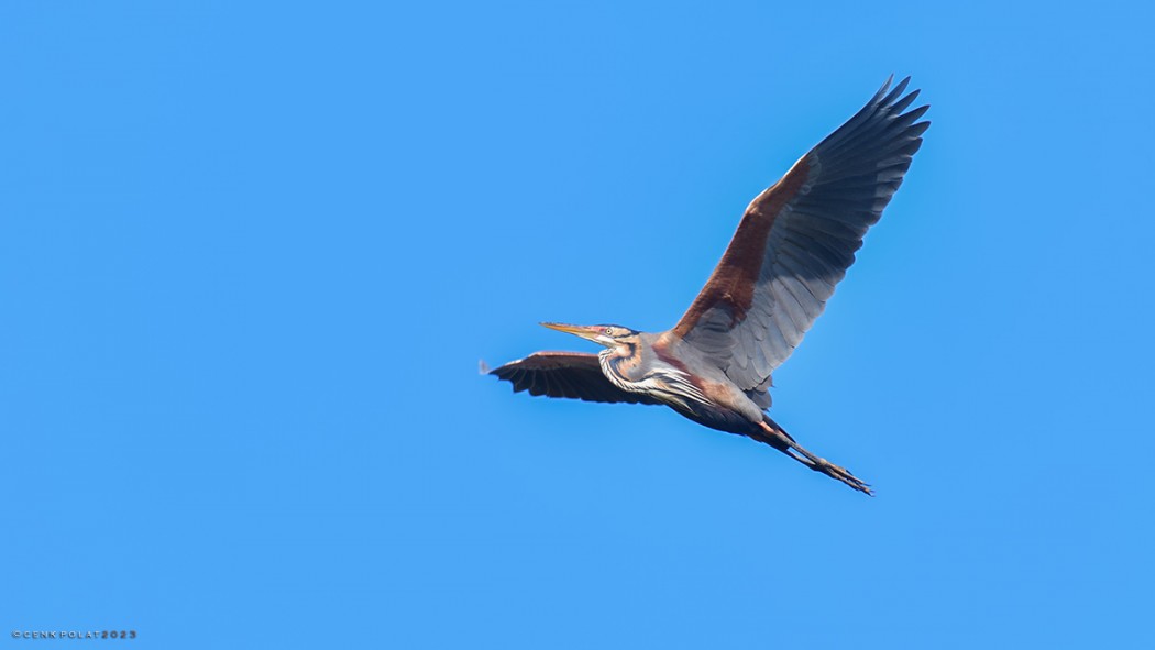 Purple Heron