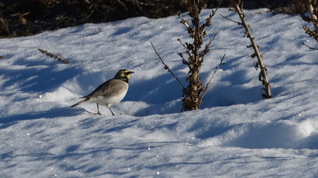 Horned Lark