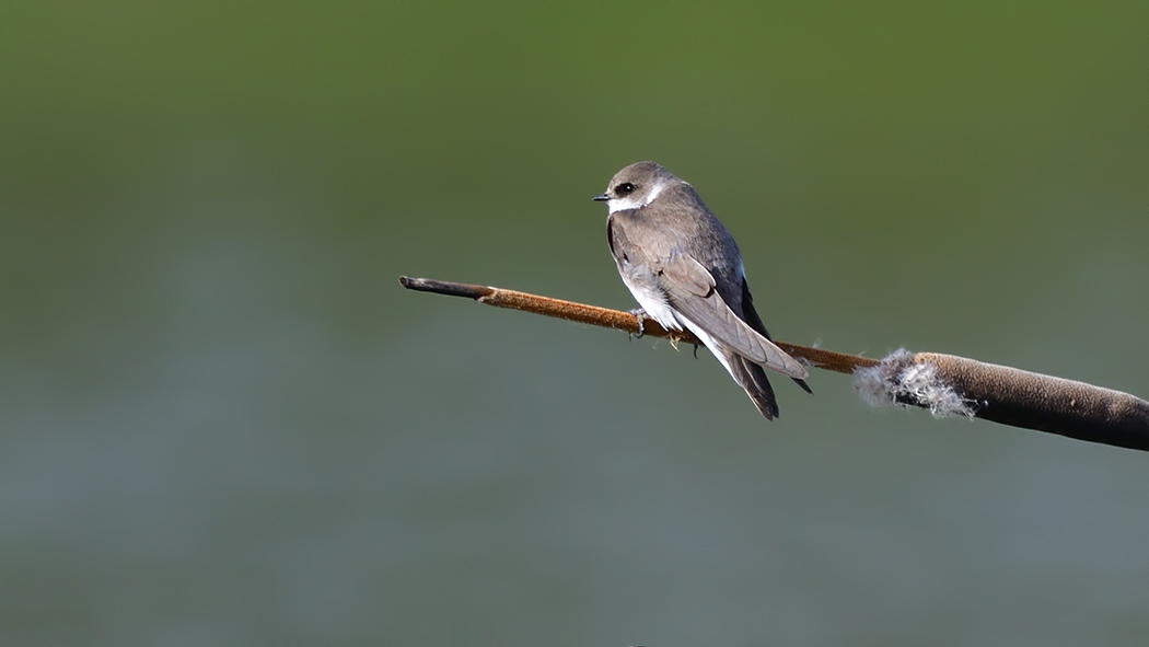 Sand Martin