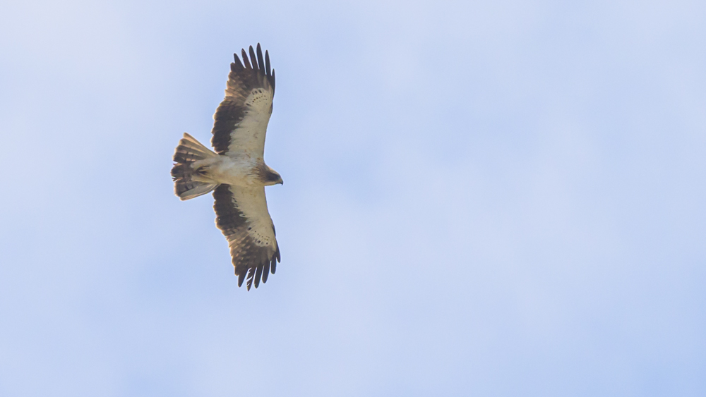 Booted Eagle