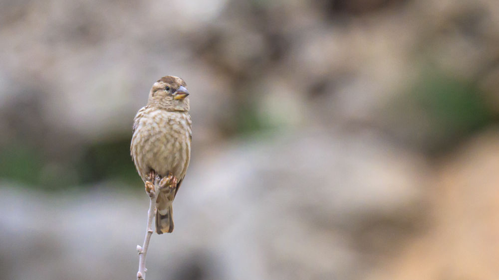 Rock Sparrow