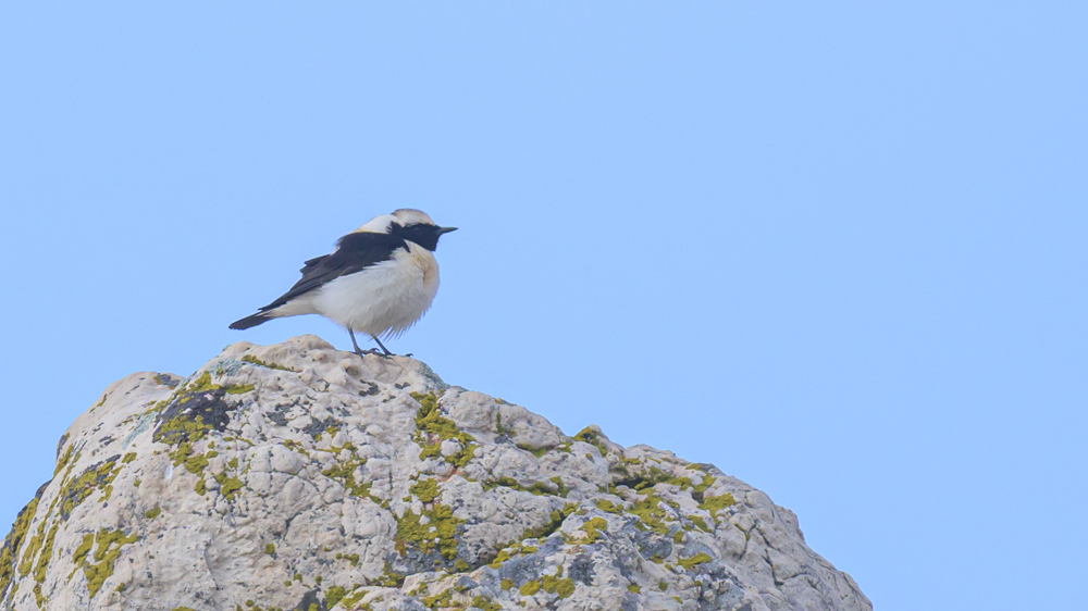 Black-eared Wheatear