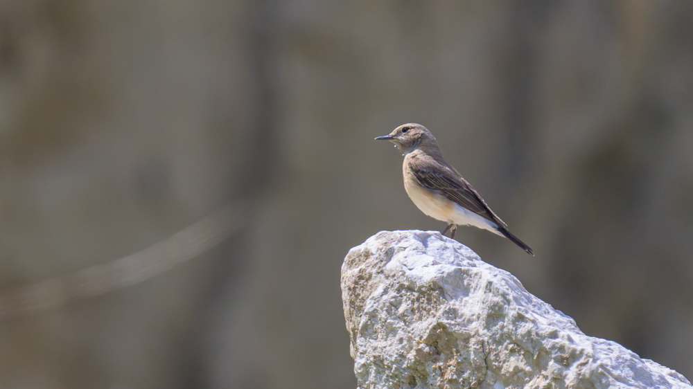 Desert Wheatear