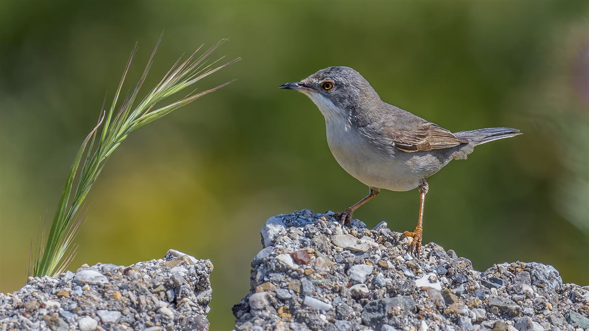 Rüppell`s Warbler