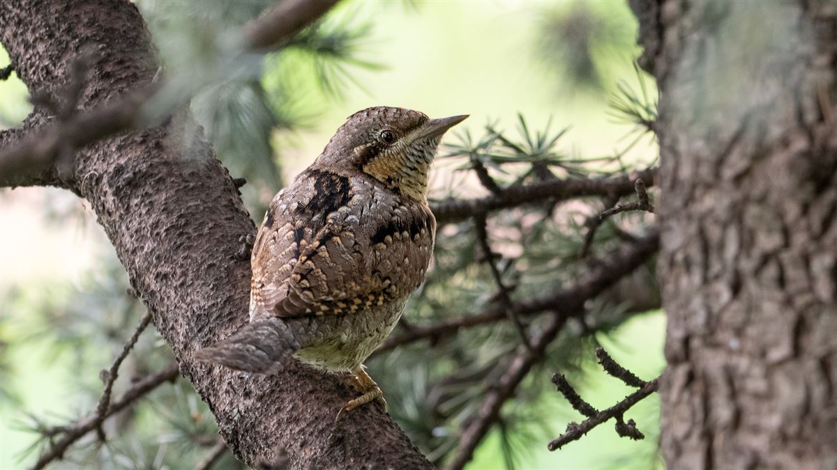 Eurasian Wryneck