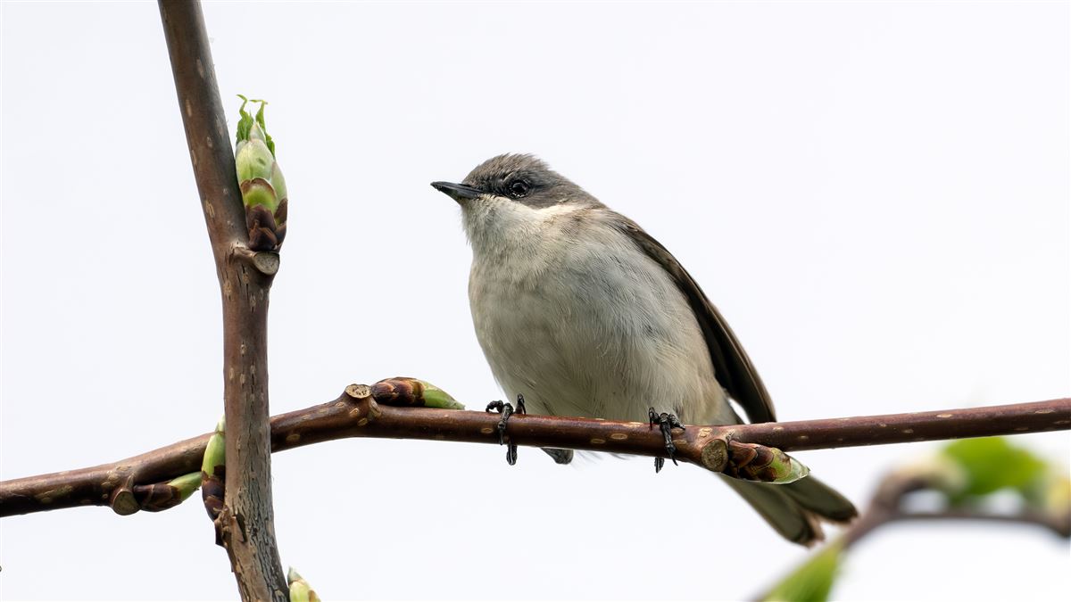 Lesser Whitethroat