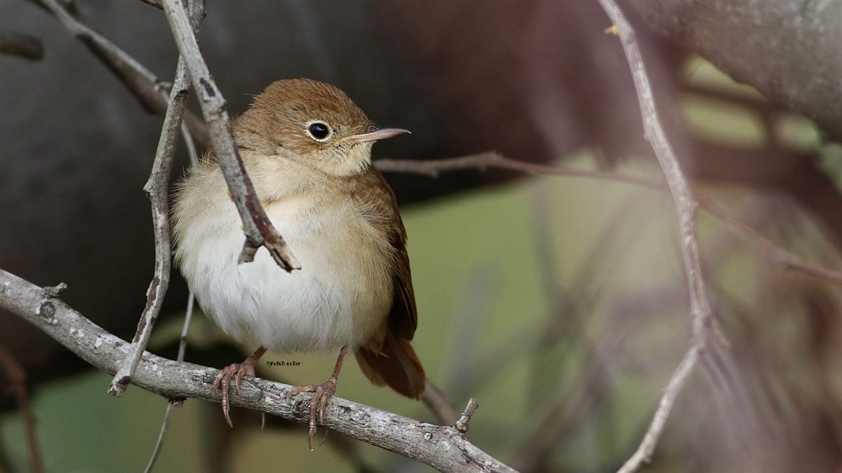 Common Nightingale