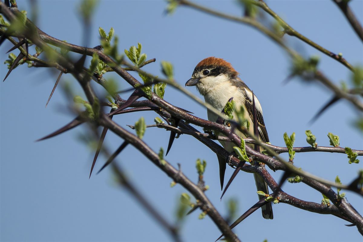 Woodchat Shrike
