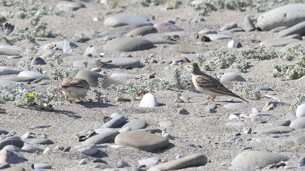 Greater Short-toed Lark