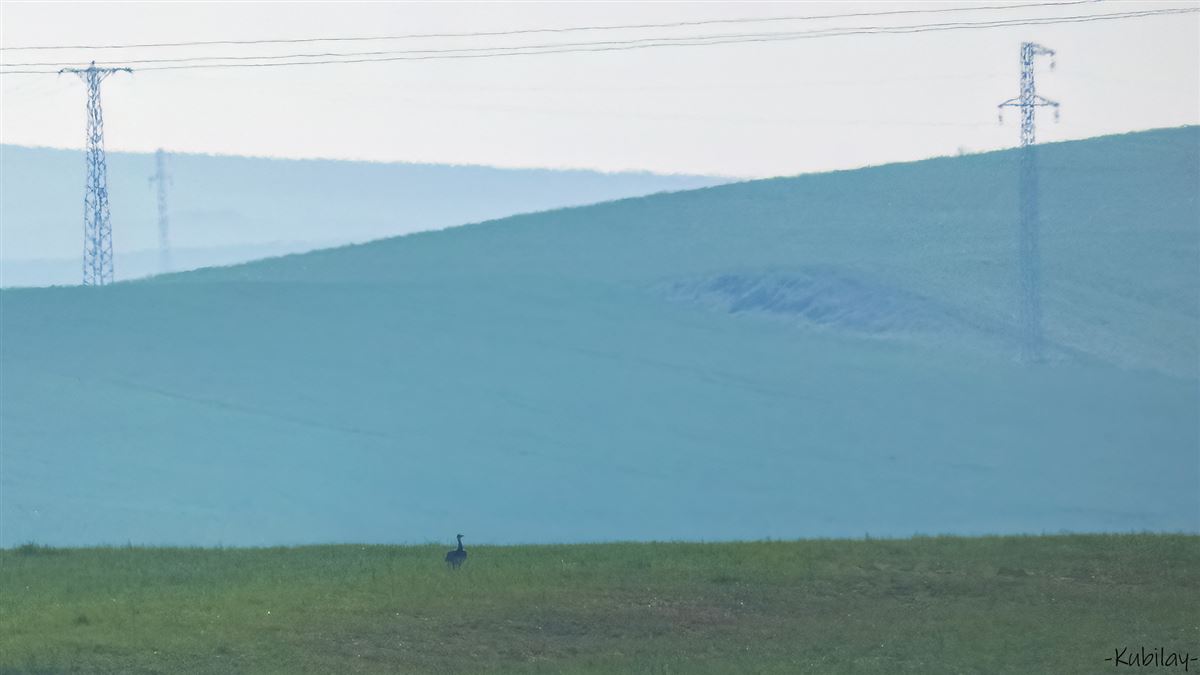 Great Bustard